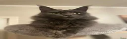 Maine Coon cats for sale: Polydactyl and non-polydactyl kittens  - Advert 1