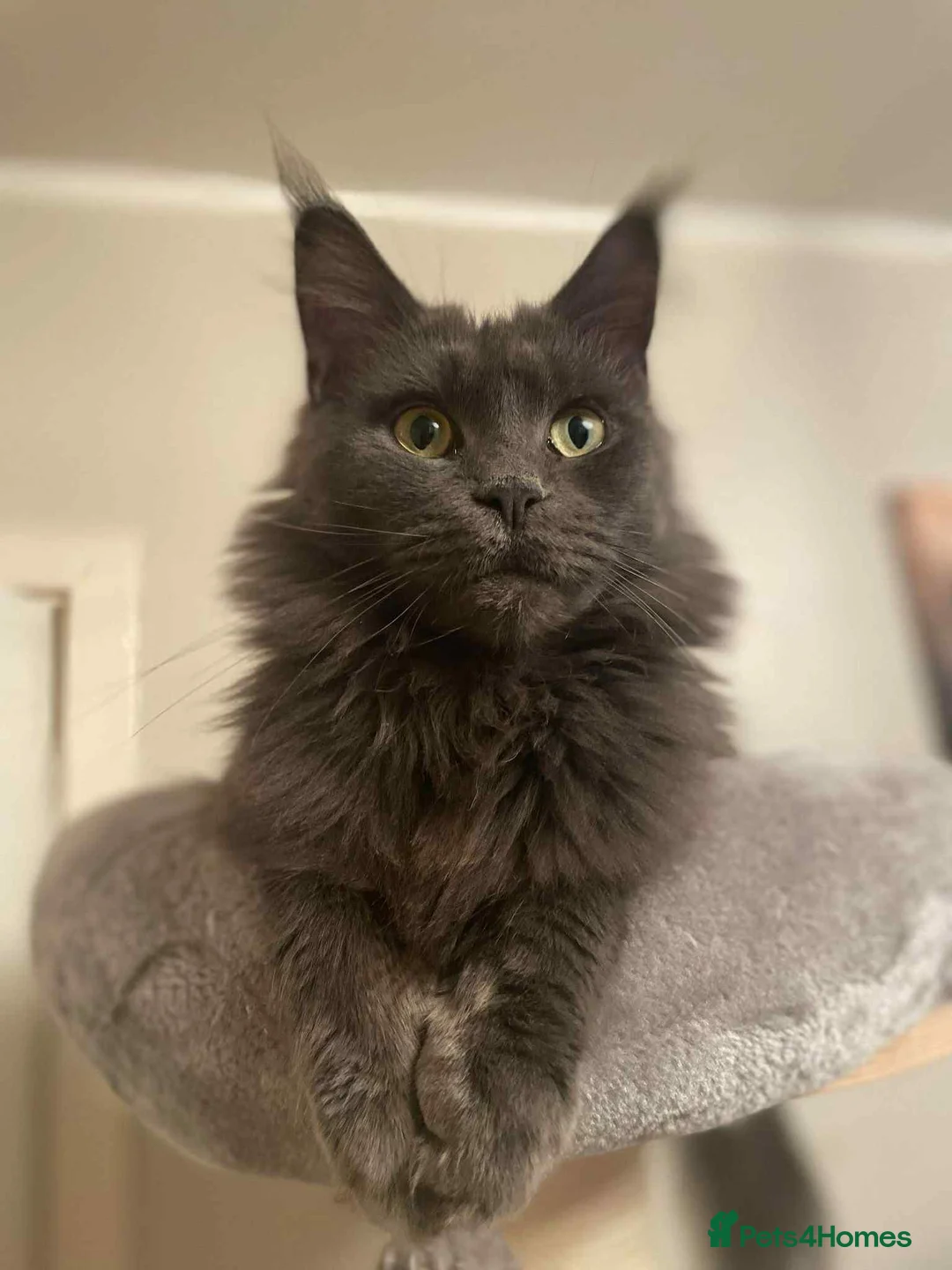 Maine Coon cats for sale: Polydactyl and non-polydactyl kittens  - Advert 1