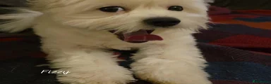 Maltipom 