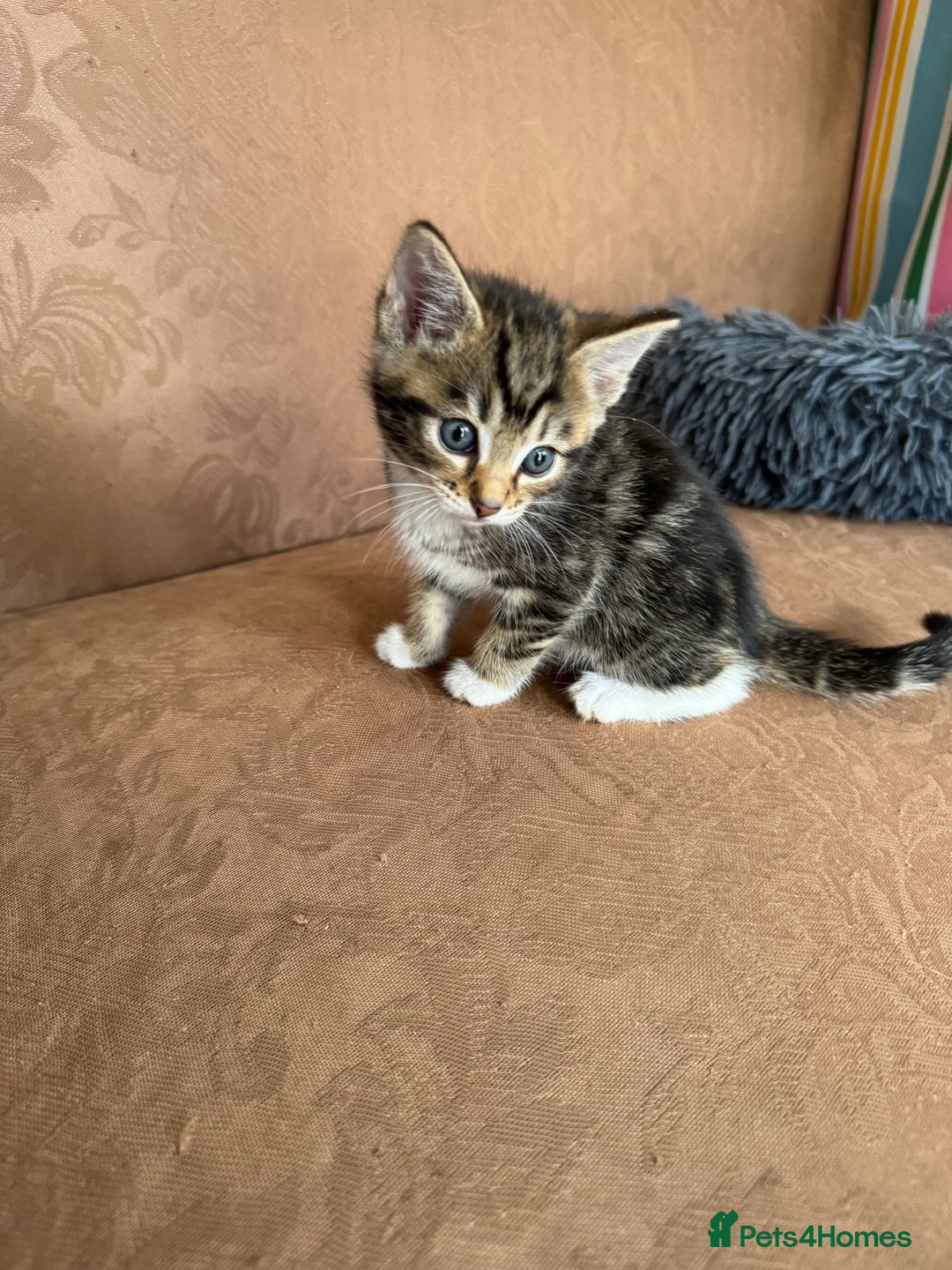 Bengal cats for sale: Kittens for sale in Thornton Heath - Image 10