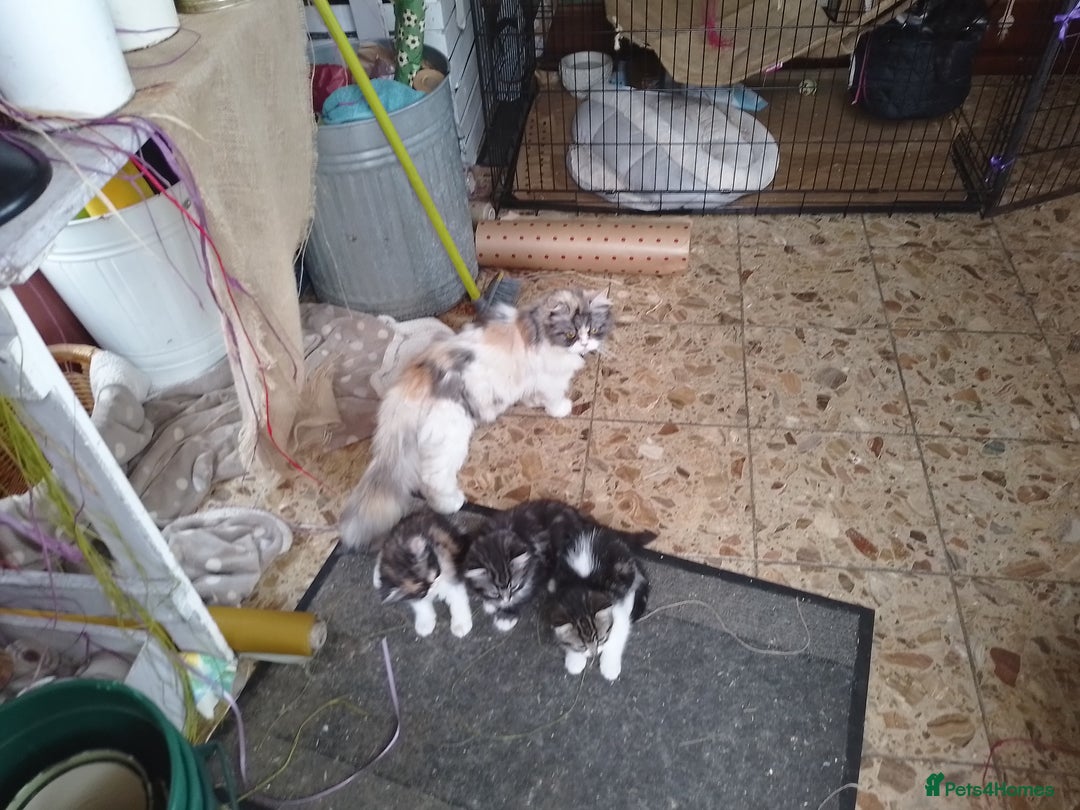 Mixed Breed cats for sale: Persian cross - Image 3