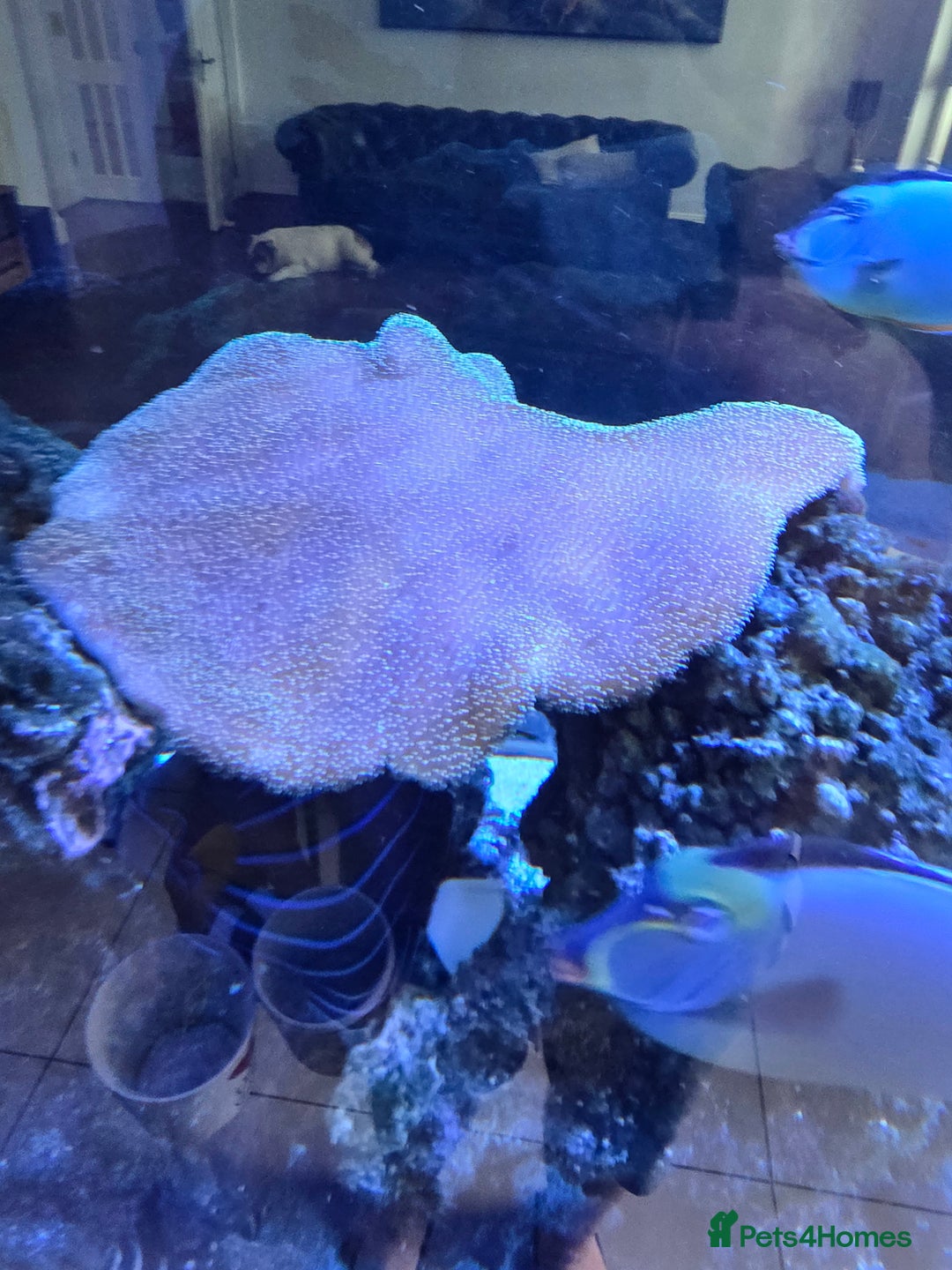 Angelfish fish for sale: Marine fish and coral - Image 3