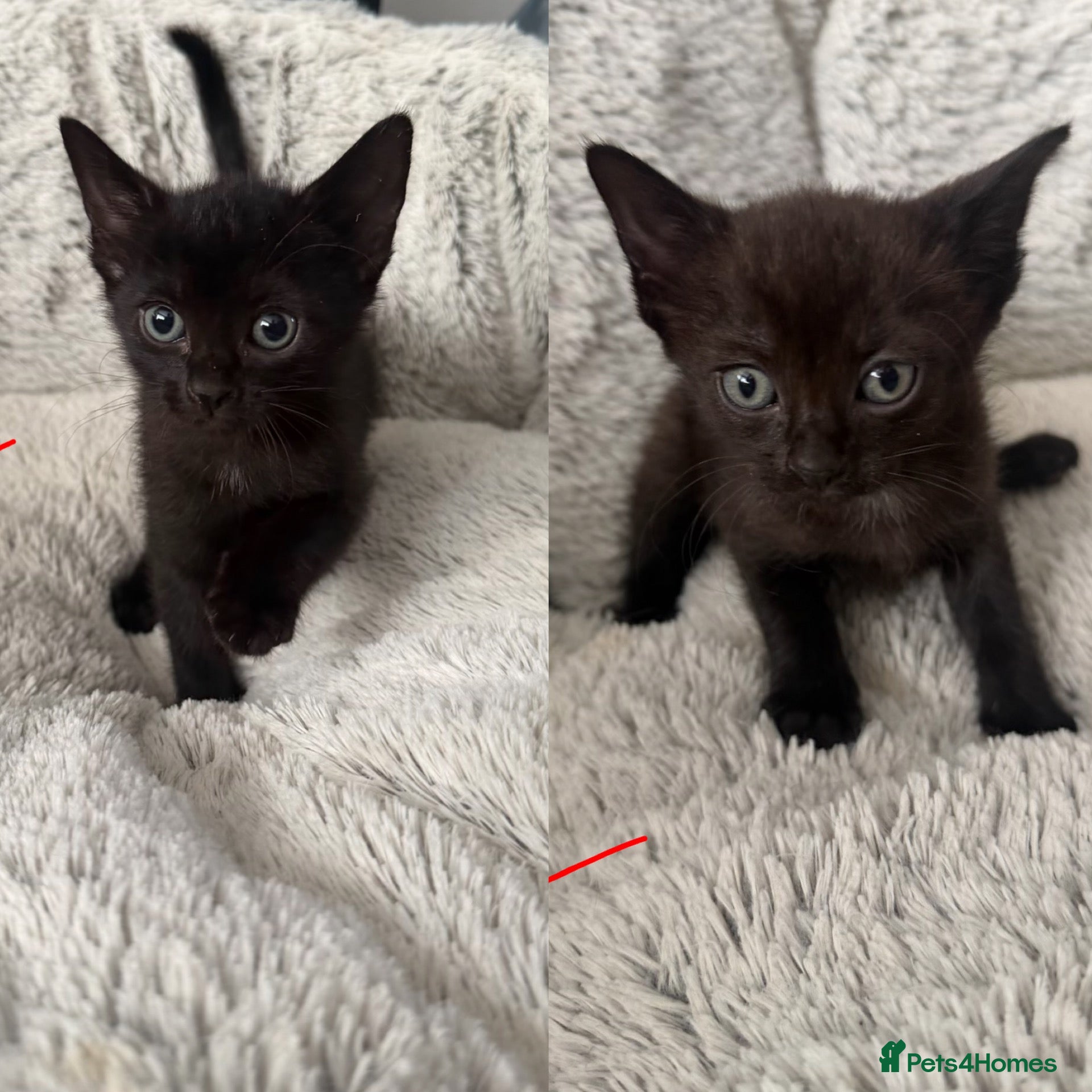 Mixed Breed cats Sphynx Mix Kittens  - Advert 10
