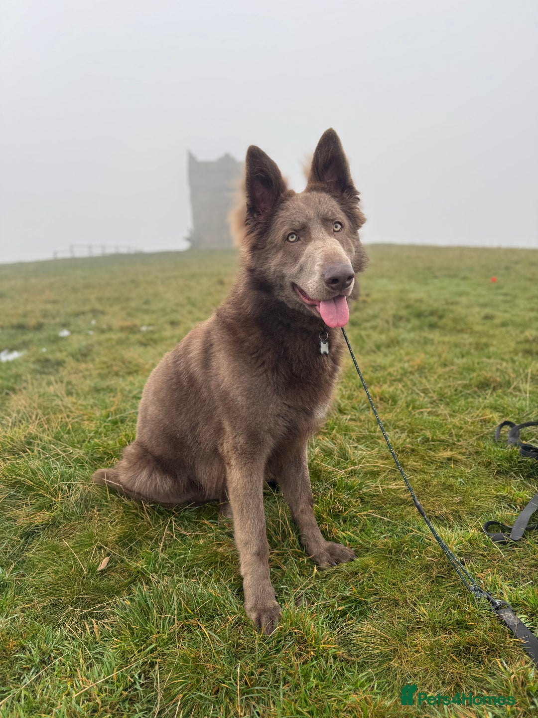 German Shepherd dogs for stud: 🐾 Meet Chase! Now available for STUD! 🐾 - Image 5