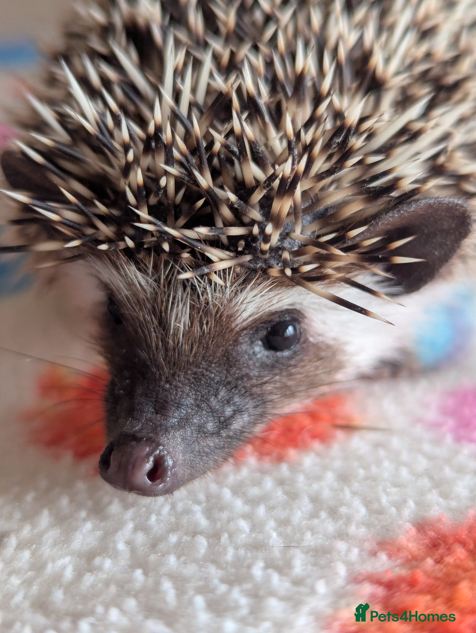 Pygmy Hedgehog rodents Stunning Hoglets Available/ Some Reduced!! - Advert 1
