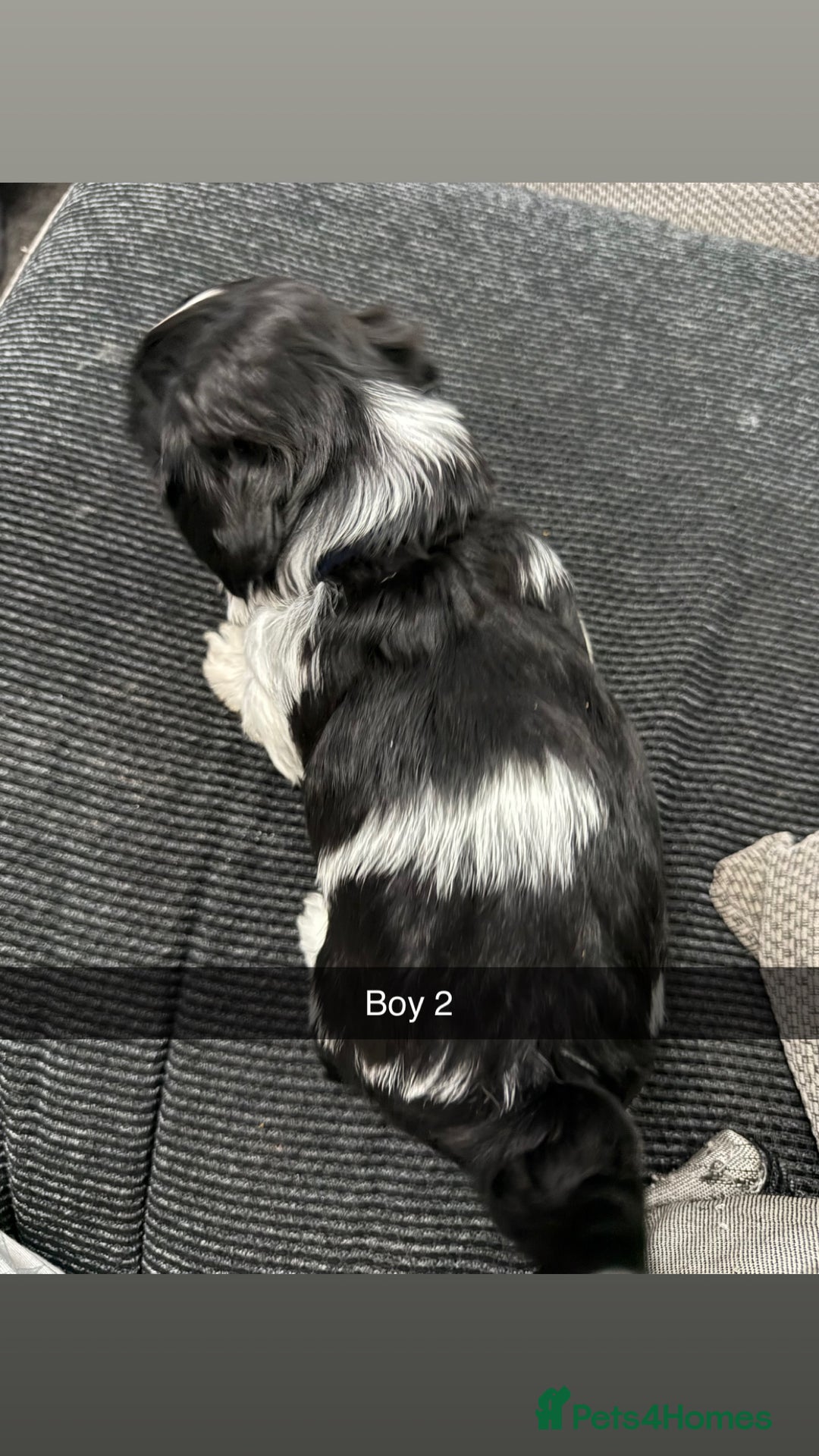Shih Tzu dogs for sale: 5 stunning Shih Tzu puppies  - Advert 4