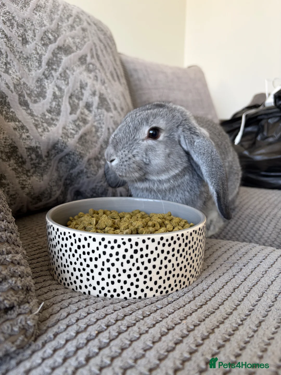 English Lop rabbits for sale: Holland Lop for Sale - Advert 2