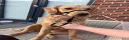 Golden Retriever dogs for sale: Golden Retriever  - Advert 2