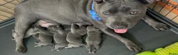 Staffordshire Bull Terrier dogs for sale: Stunning KC registered Staffy puppies 💙💙🩷🩷🩷 - Advert 10