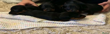 Dachshund Puppy 4