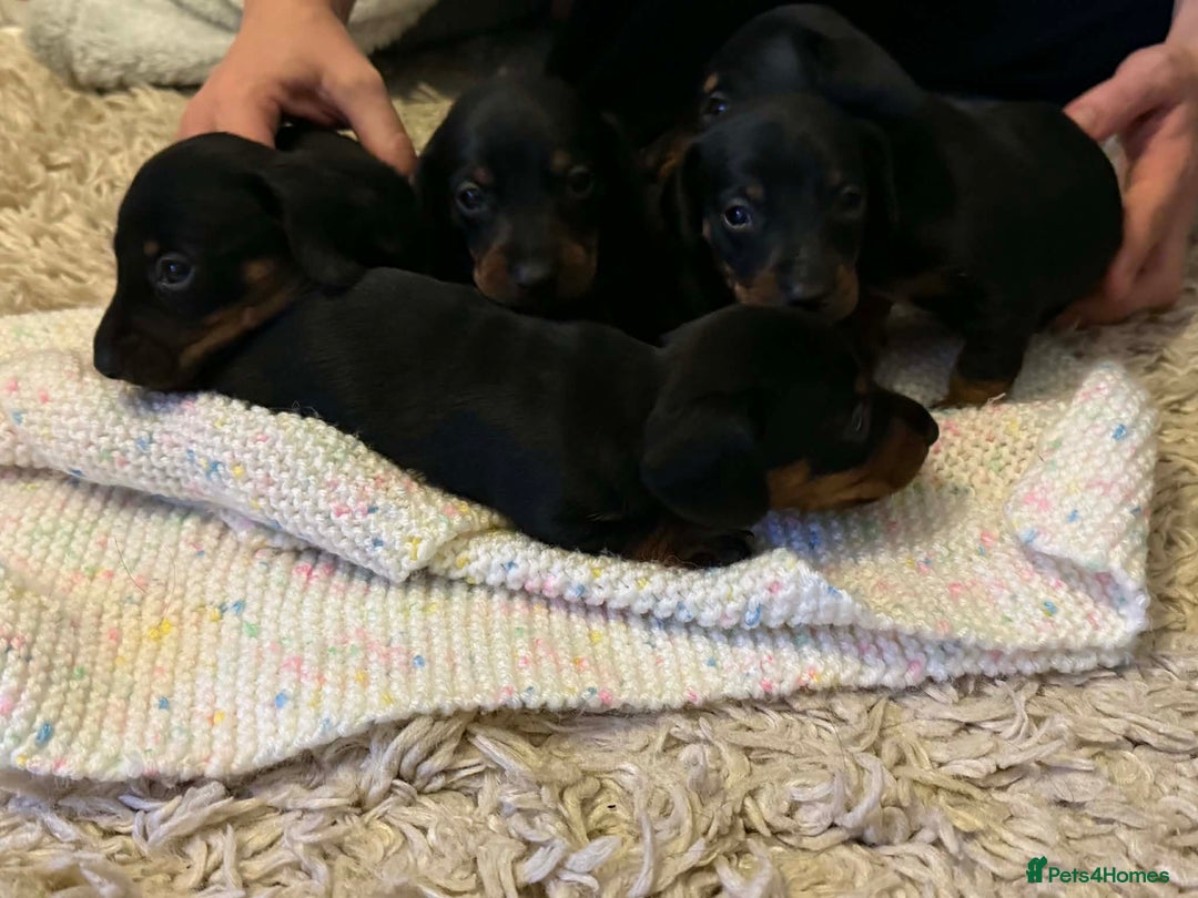Dachshund dogs for sale: Dachshund puppies  - Advert 3