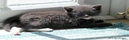Mixed Breed cats for sale: Gorgeous Rag Doll/Maine Coon/Russian Blue X - Advert 30