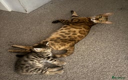 Bengal cats for sale: Four Adorable Half-Bengal Kittens for Sale 🐾 - Image 7