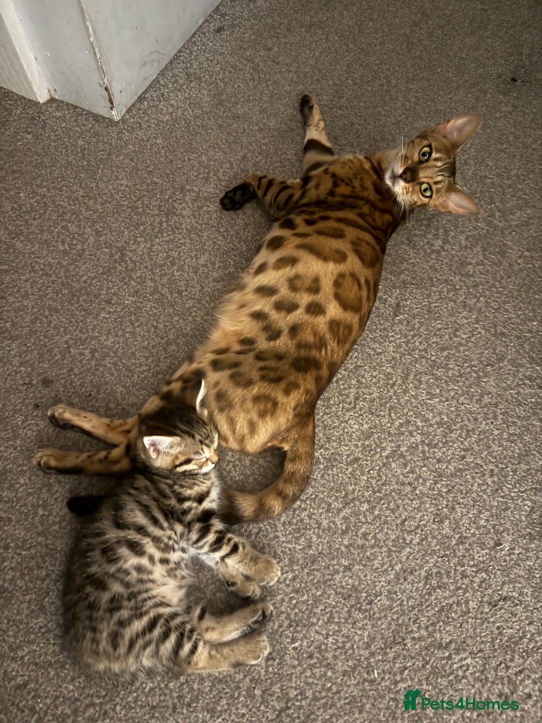 Bengal cats for sale: Four Adorable Half-Bengal Kittens for Sale 🐾 - Image 7