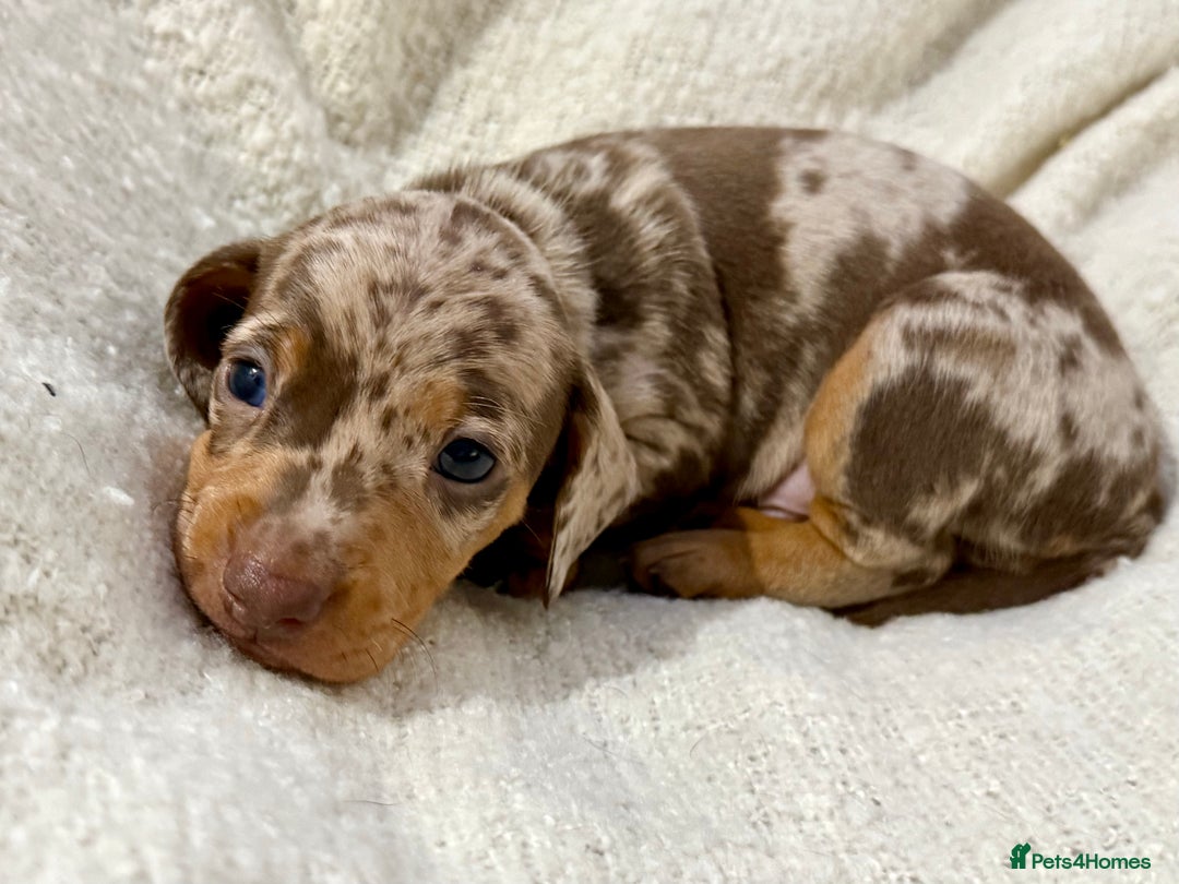 Miniature Dachshund dogs for sale: Mini Dachshund KC Reg -  ONLY 3 MALE PUPS LEFT!  - Advert 10