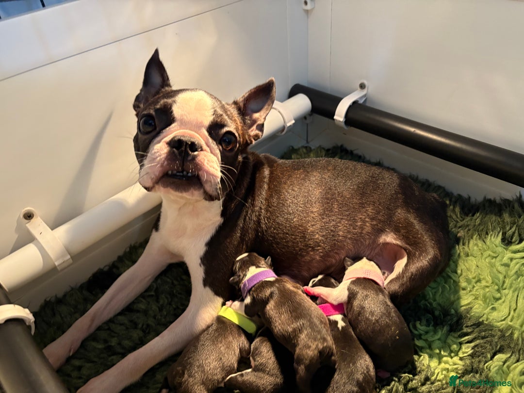 Boston Terrier dogs for sale: Stunning litter Kc reg Boston terriers  - Image 1