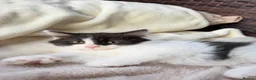 Mixed Breed cats for sale: Beautiful Kittens – 1Boy & 2 Girls  - Advert 17