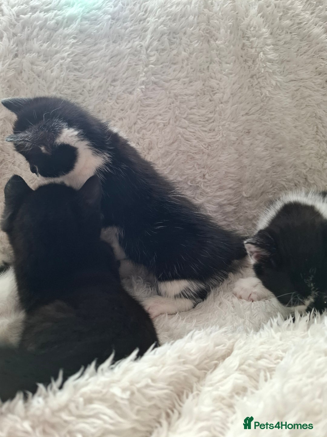 Mixed Breed cats for sale: Tabby/British short hair - Advert 3