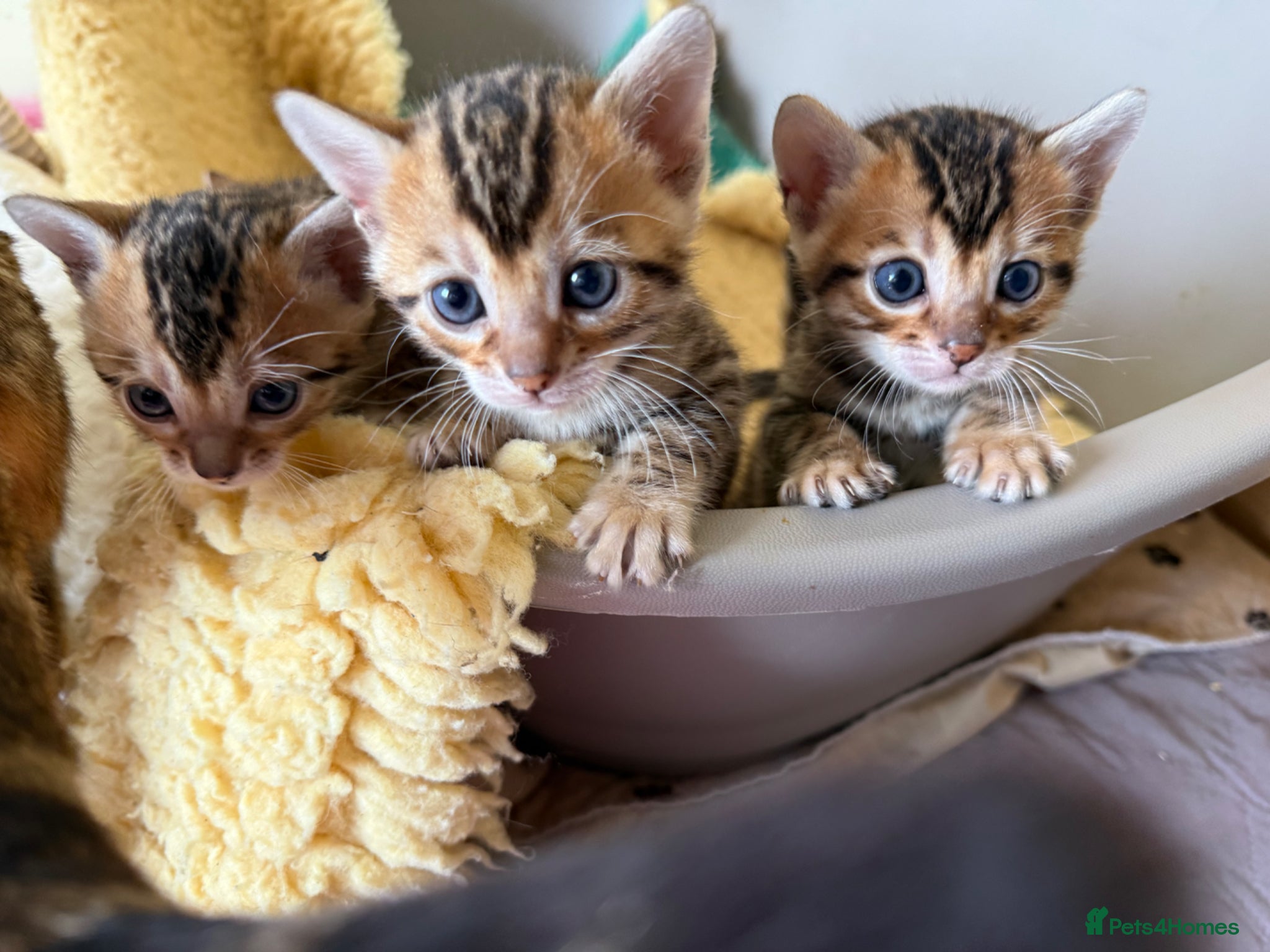 Bengal cats TICA 🐆 Pedigree Bengal Kittens 🩷 wait list  - Advert 18