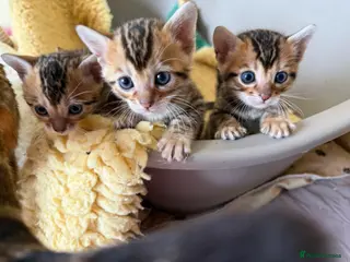 Bengal cats TICA 🐆 Pedigree Bengal Kittens 🩷 wait list - Advert 18