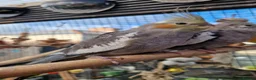 Cockatiels birds for sale: 5 cockatiels 8.5 weeks old  - Advert 5