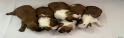 Shih Tzu dogs for sale: 5 adorable little fur baby’s  - Advert 11