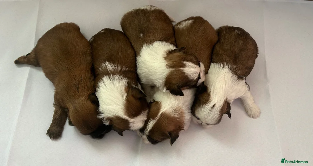 Shih Tzu dogs for sale: 5 adorable little fur baby’s  - Advert 11