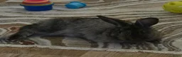 Mixed Breed rabbits for sale: 2 FEMALE BONDED MIXED BREEDS - Advert 6