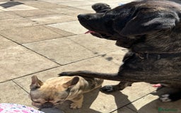Mixed Breed dogs for sale: Shadow  - Image 10
