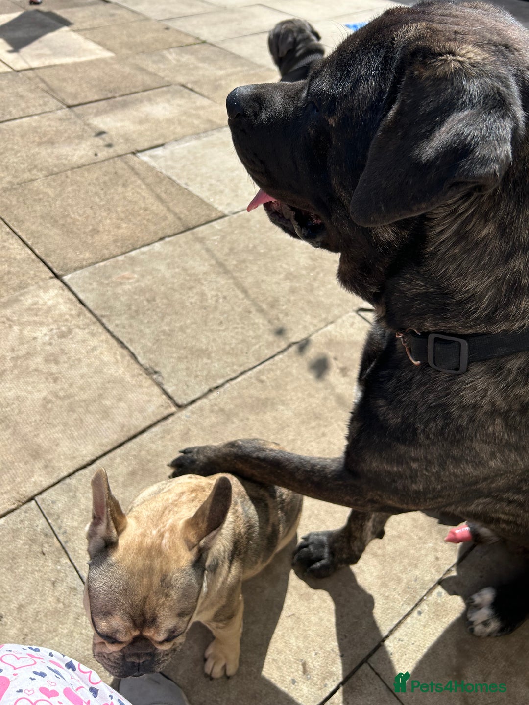 Mixed Breed dogs for sale: Shadow  - Image 10