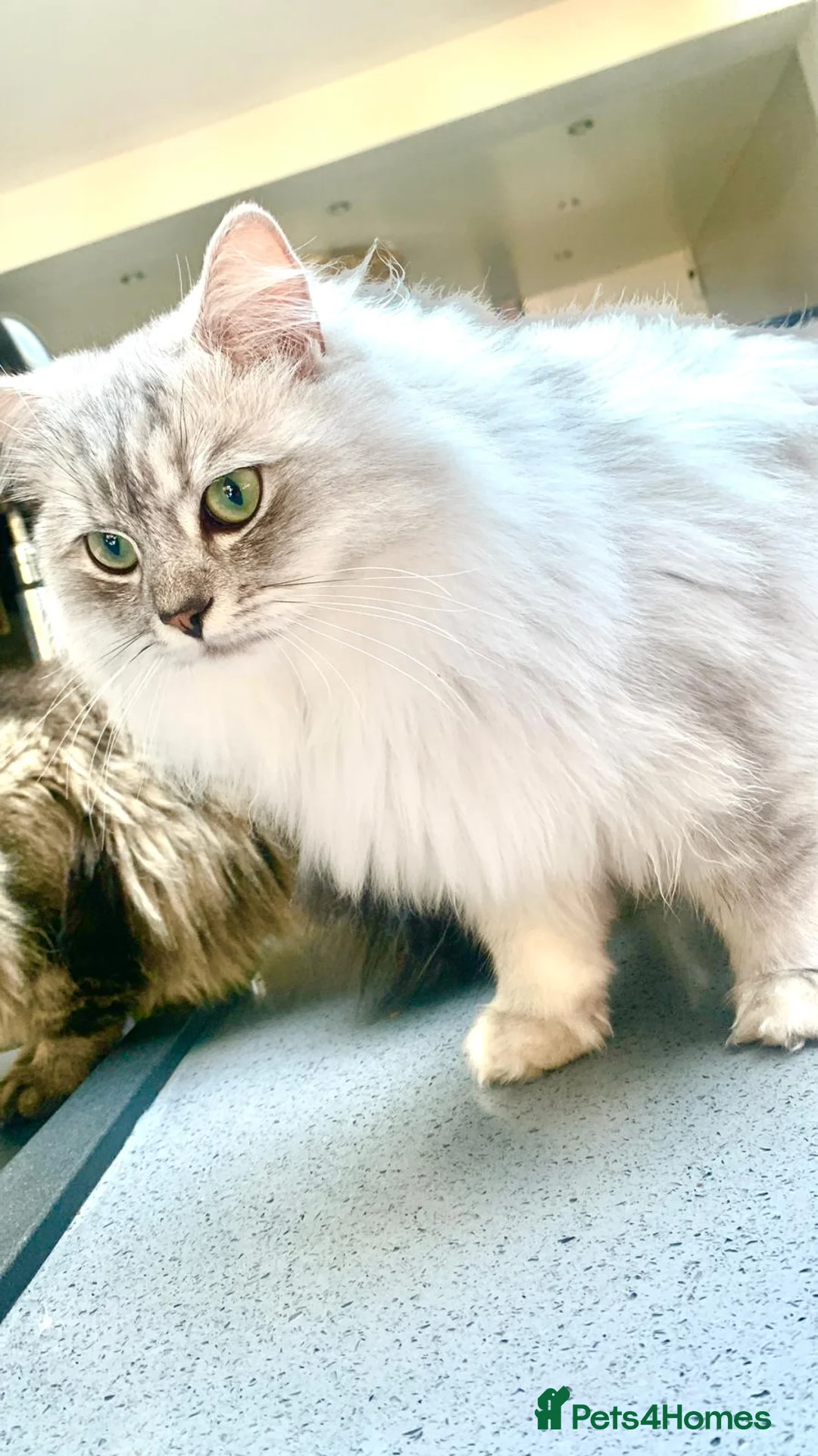 Mixed Breed cats for stud: Beautiful white/ grey ragdoll- Persian for stud  in Birmingham - Advert 1