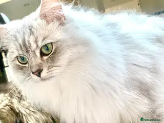 Mixed Breed cats Beautiful white/ grey ragdoll- Persian for stud in Birmingham - Advert 1