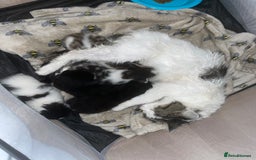 Mixed Breed cats for sale: Gorgeous kittens for sale  - Image 1