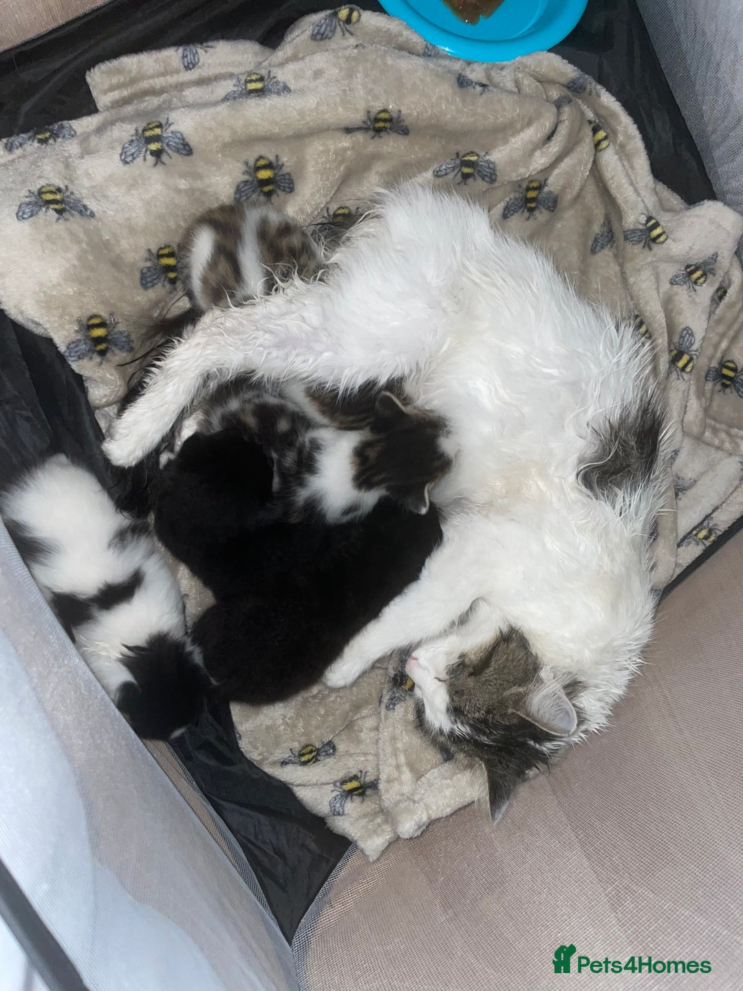 Mixed Breed cats for sale: Gorgeous kittens for sale  - Image 1