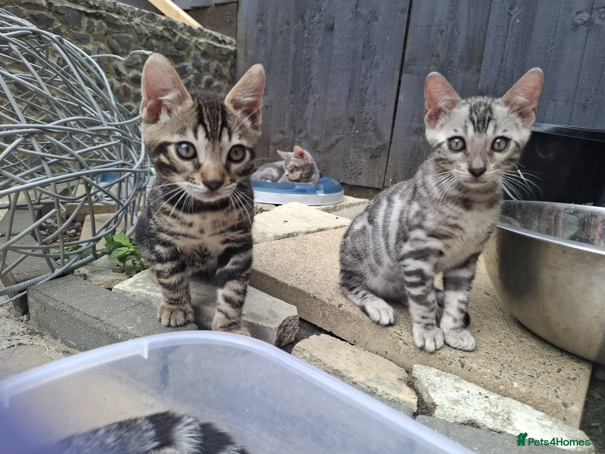 Bengal cats ❤️ Outstanding TICA Registered Bengal Kittens ❤️ - Advert 1