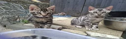 Bengal cats for sale: ❤️ Outstanding TICA Registered Bengal Kittens ❤️ - Advert 7