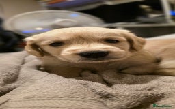 Golden Retriever dogs for sale: Beautiful Golden Retriever Puppies - Image 6