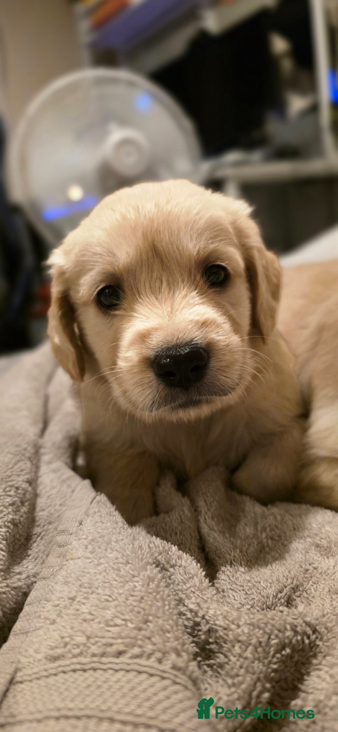 Golden Retriever dogs for sale: Beautiful Golden Retriever Puppies - Image 6