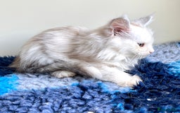 Maine Coon cats for sale: Rare Polydactyly Blue & White Silver  - Advert 3