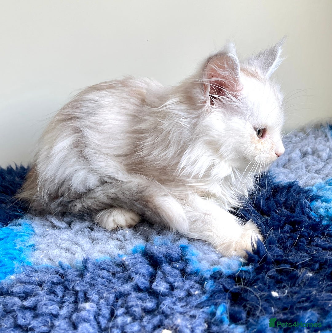 Maine Coon cats for sale: Rare Polydactyly Blue & White Silver  - Advert 3