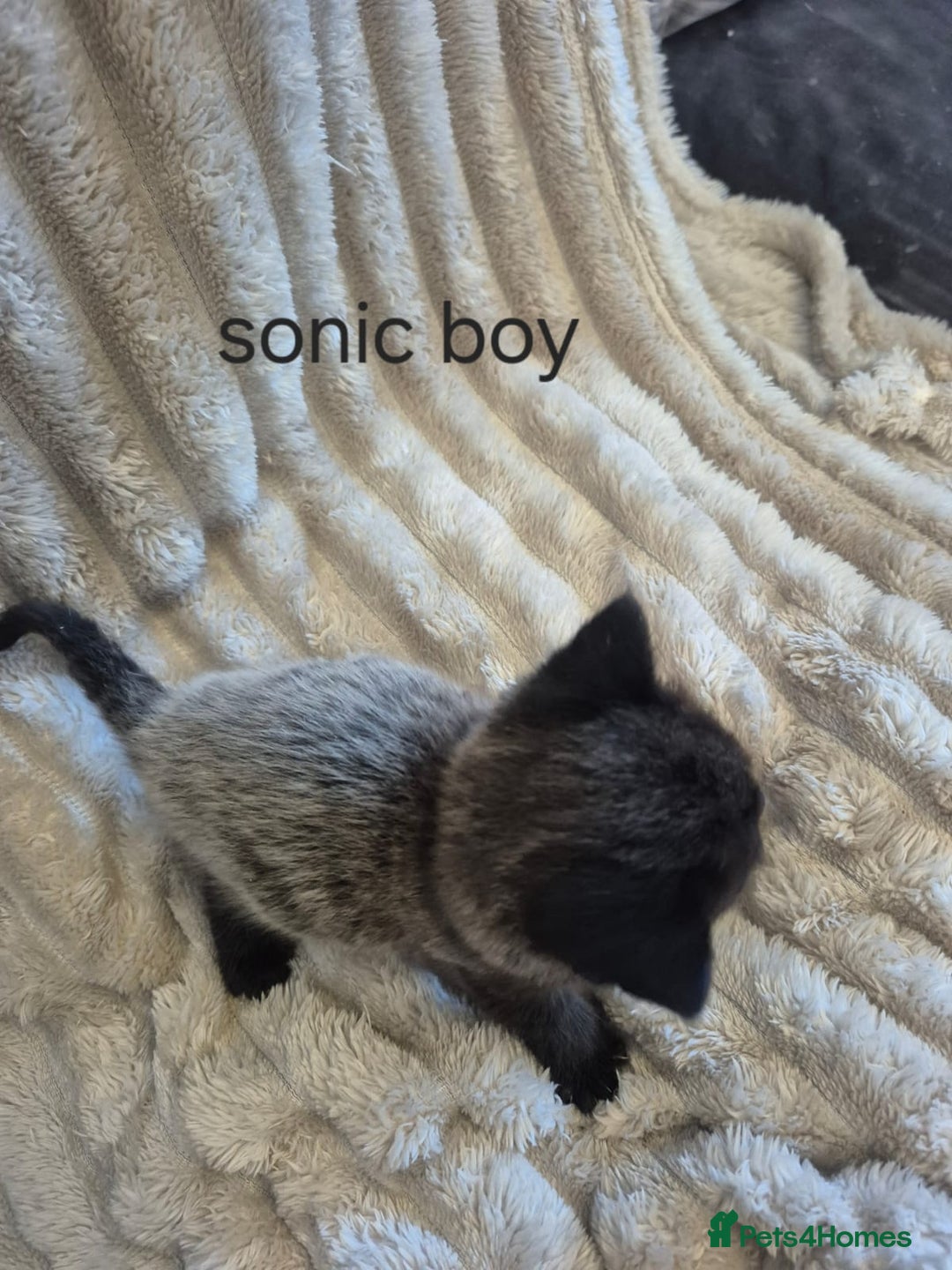 Mixed Breed cats for sale: Sonic for sale - Advert 2