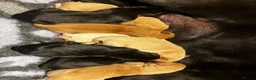 Labrador Retriever dogs for sale: Beautiful KC Labrador Puppy-only 1 black girl left - Advert 4
