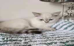 British Shorthair cats for sale: Scottish Fold and Straight kittens  - Image 5