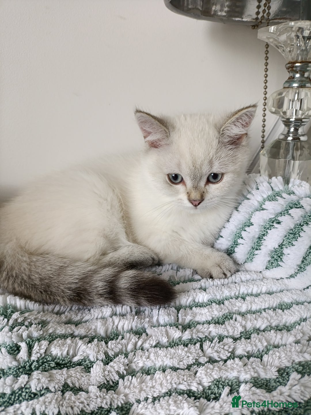 British Shorthair cats for sale: Scottish Fold and Straight kittens  - Image 5