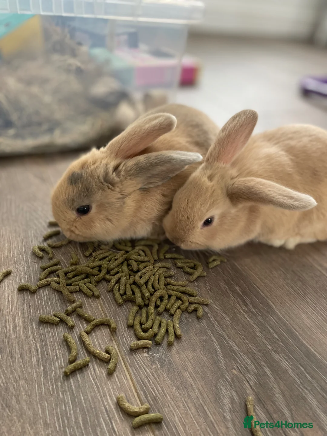 Mini Lop rabbits for sale: Mini lop x  in Pontypridd - Advert 1