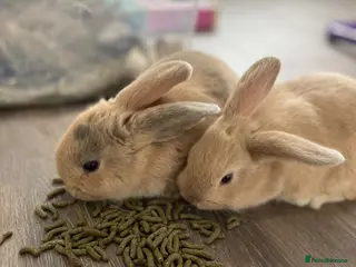 Mini Lop rabbits Mini lop x - Advert 2