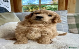 Standard Poodle dogs for sale: KC reg standard poodles  - Image 4