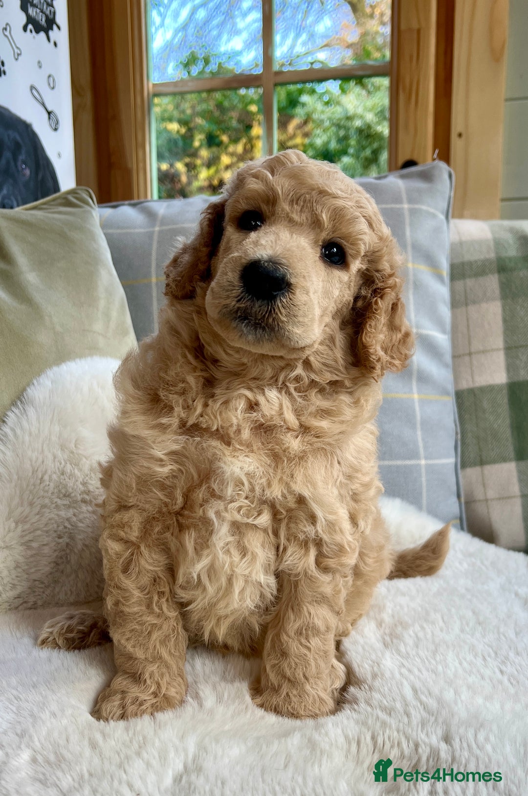 Standard Poodle dogs for sale: KC reg standard poodles  - Image 4