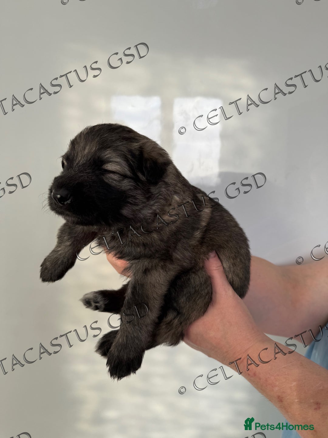 German Shepherd dogs for sale: Kcreg blue sable carrying Isabella GSD pups  - Image 11