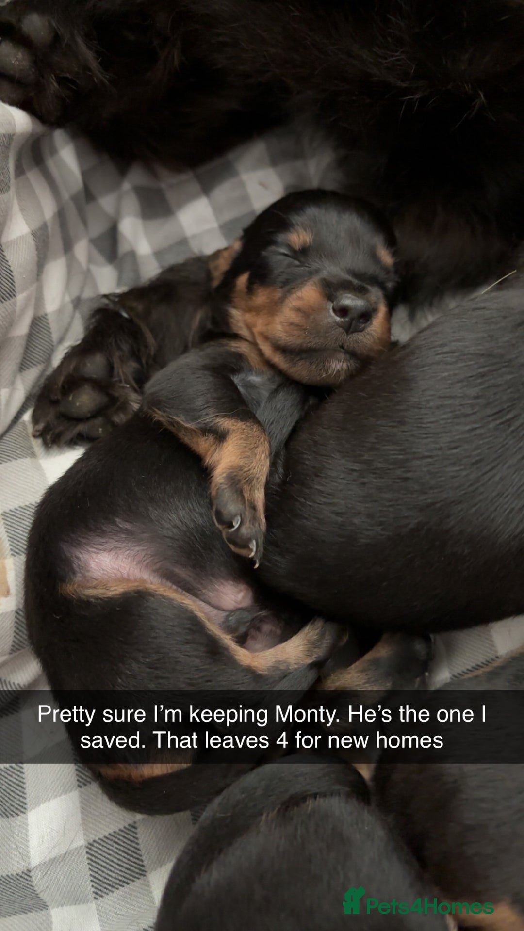 Mixed Breed dogs for sale: Dachshund x patterdale puppues - Image 8